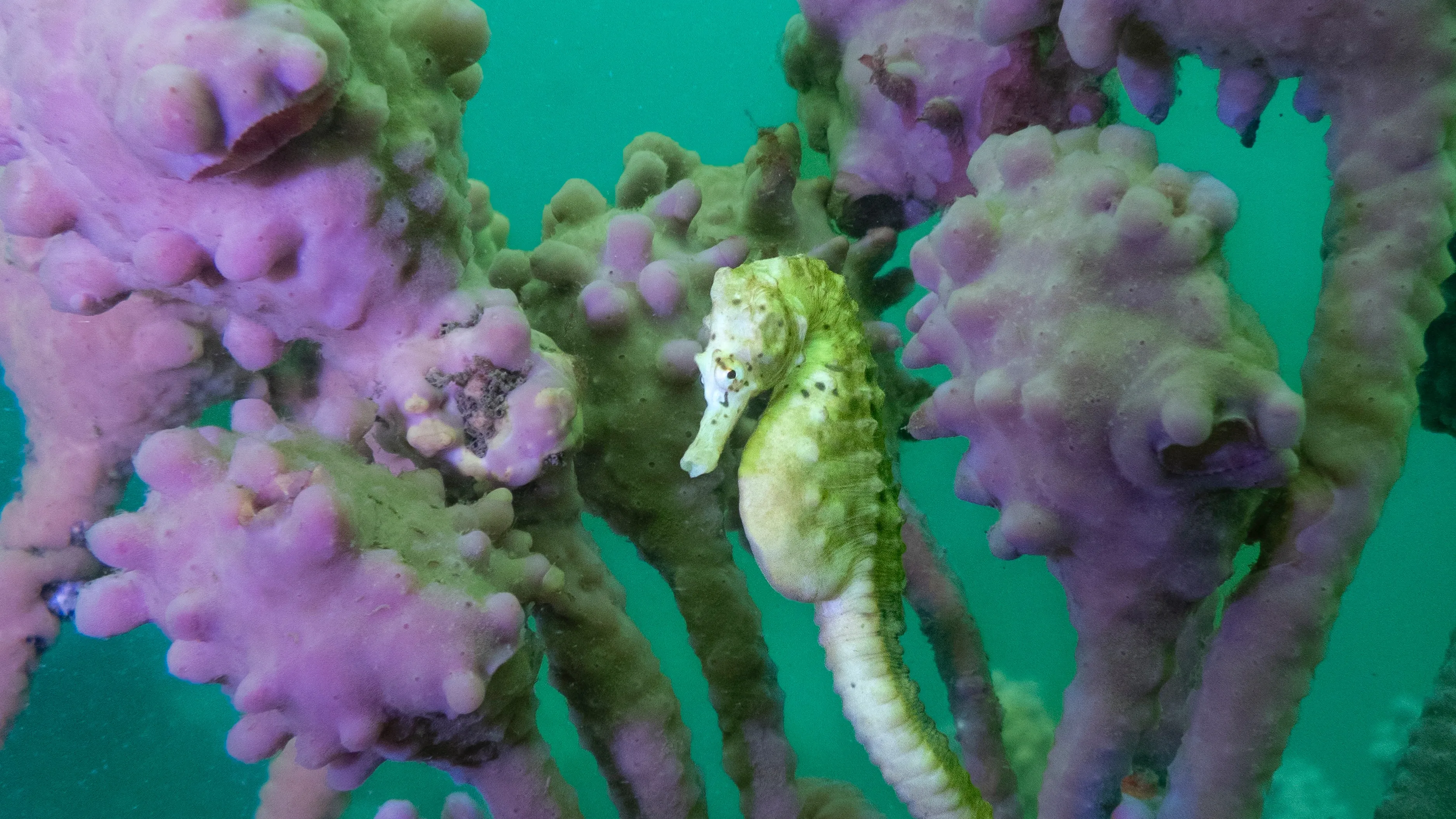 Bare Island thumbnail