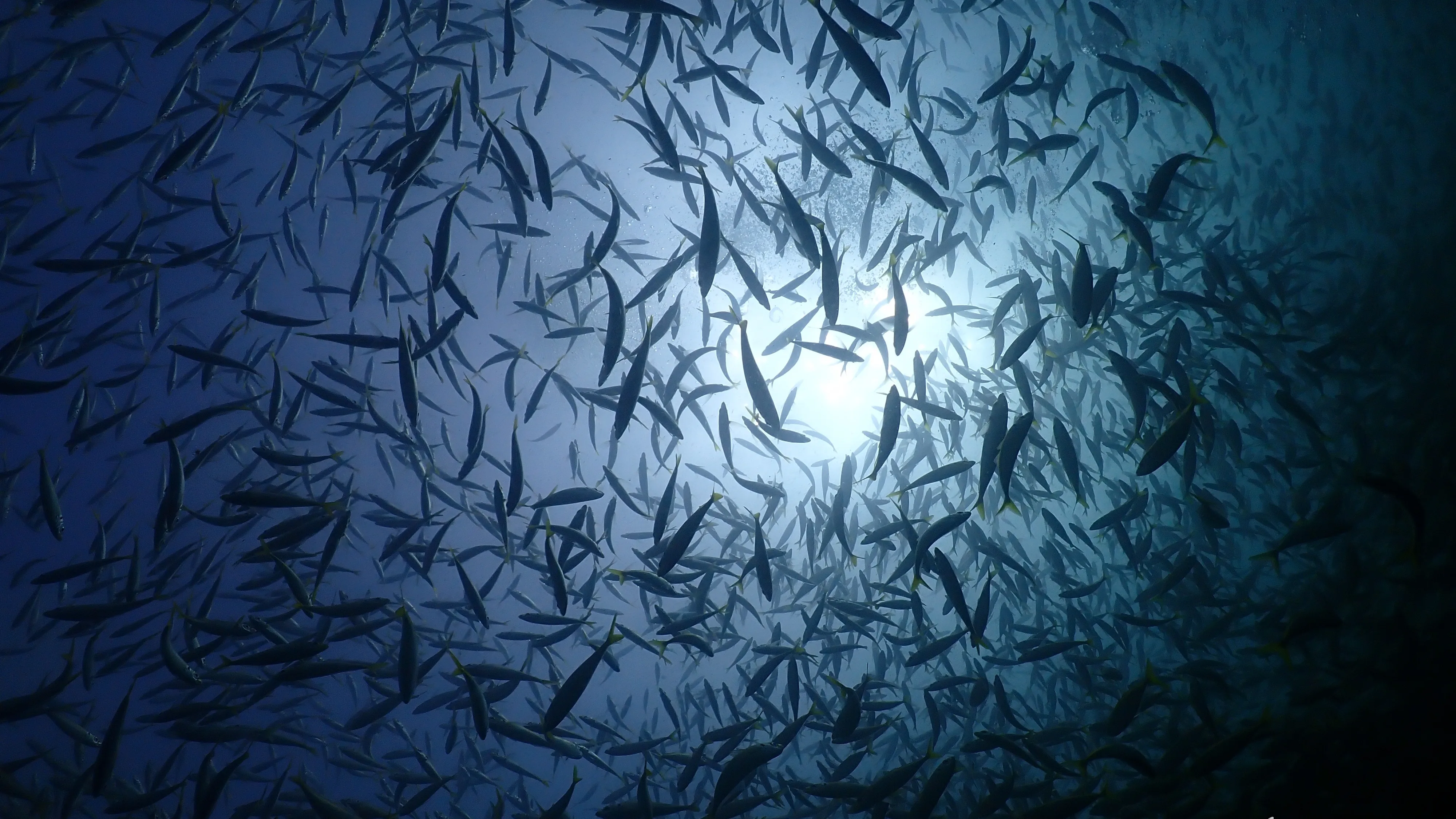 Freshwater thumbnail