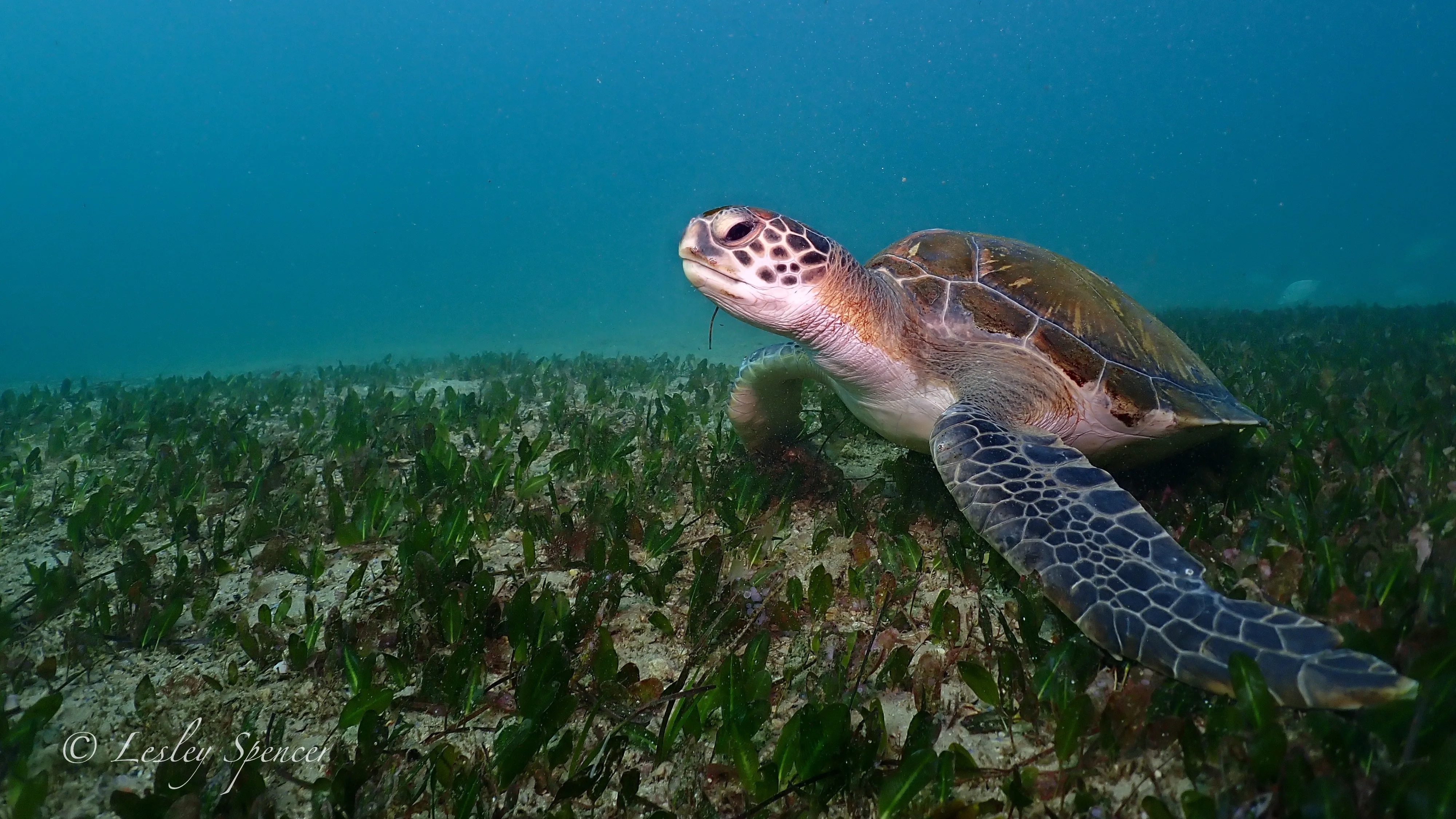 Cabbage Tree Bay (Shelly Beach) thumbnail