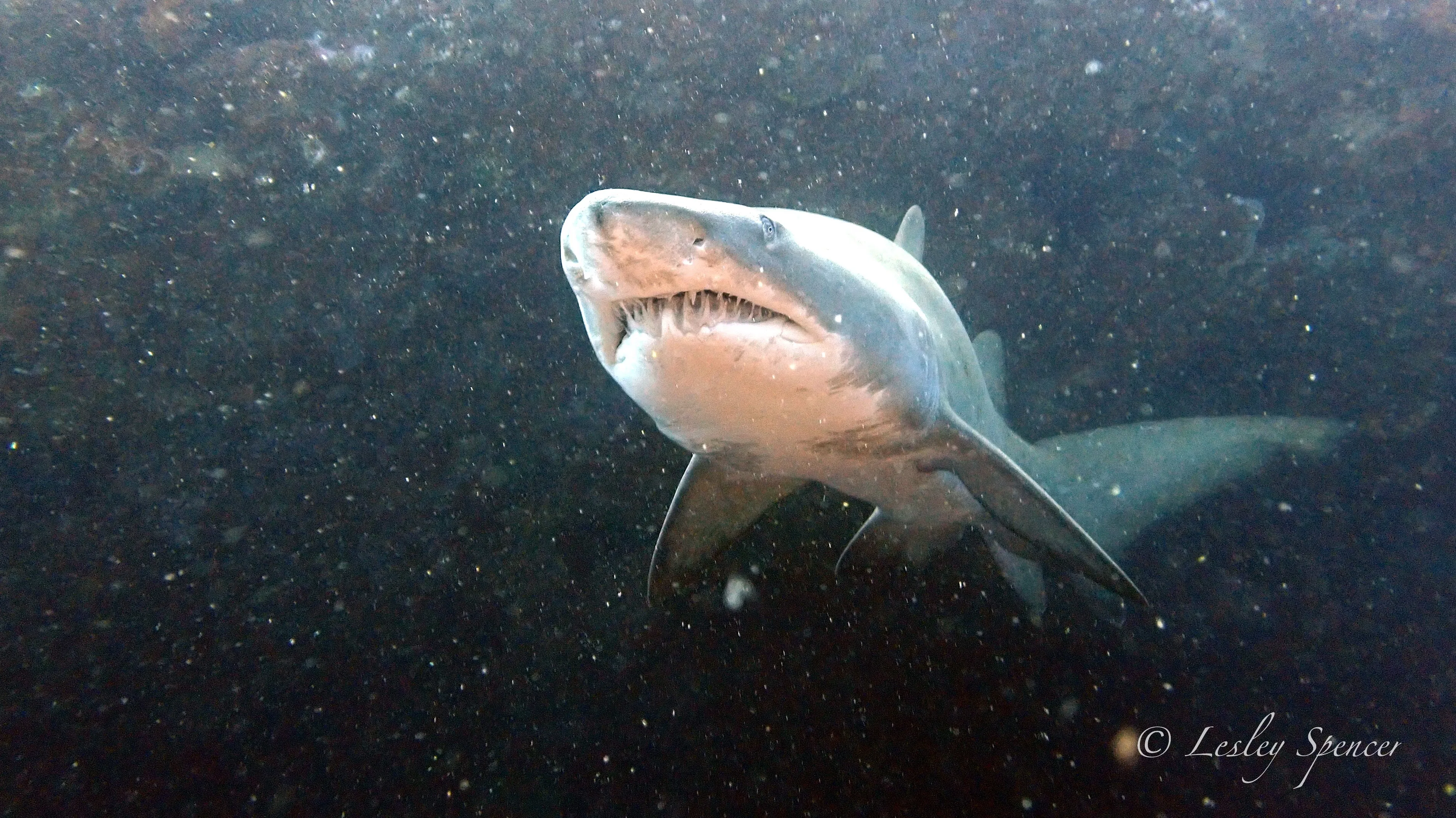 The Apartments (Long Reef) thumbnail