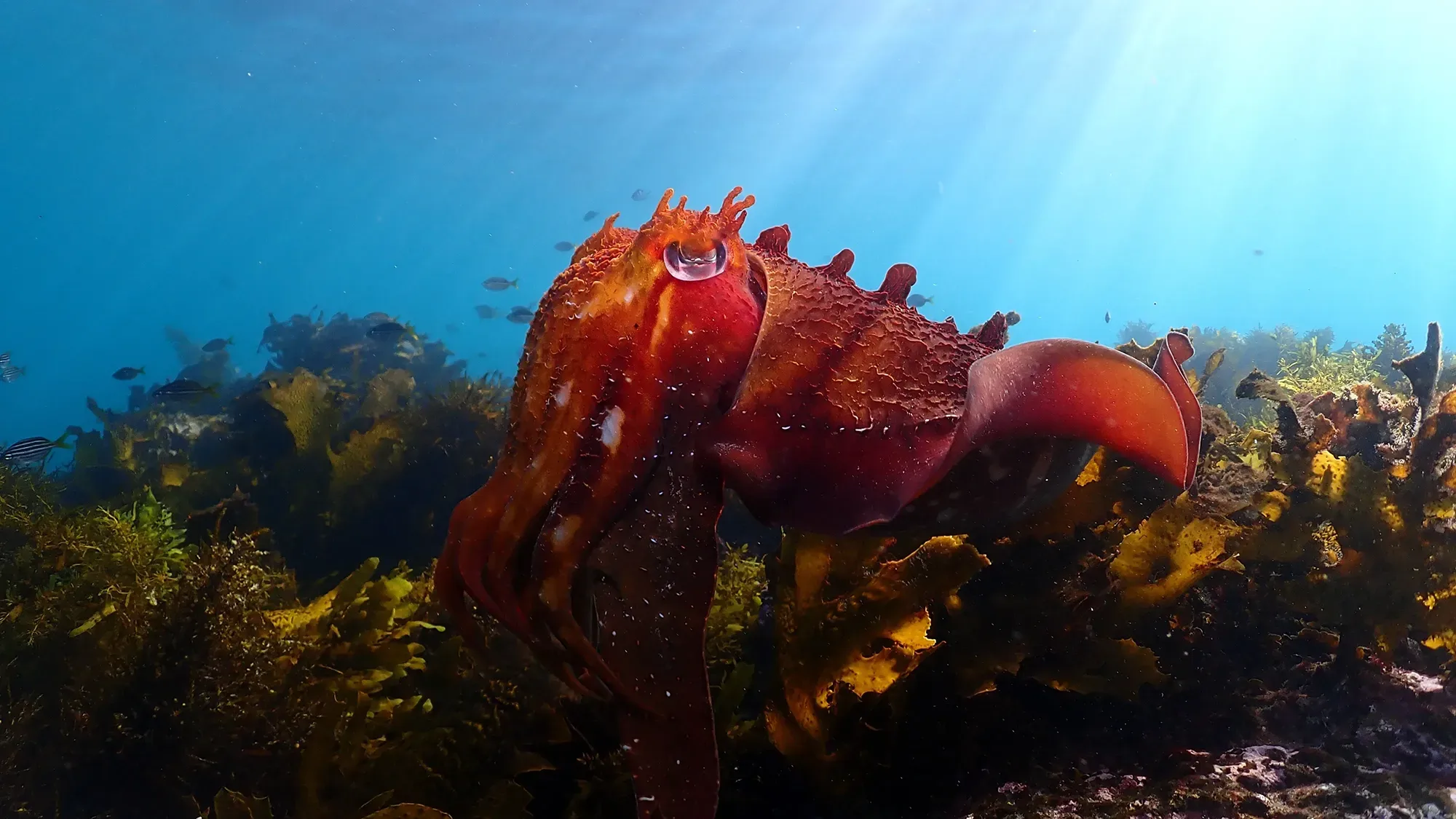 Shark Point featured image